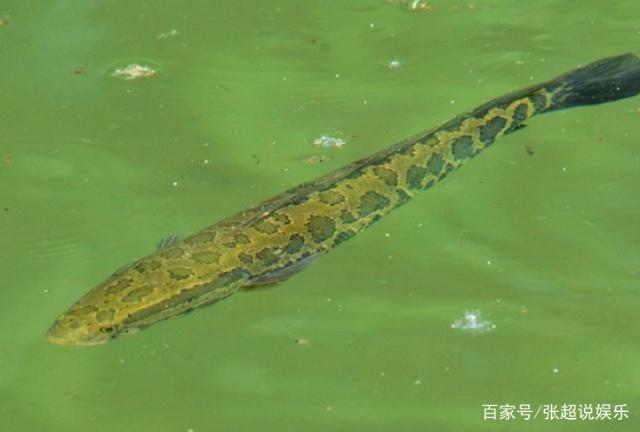 大家都说黑鱼难钓，掌握这几个小技巧，轻轻松松就满载而归