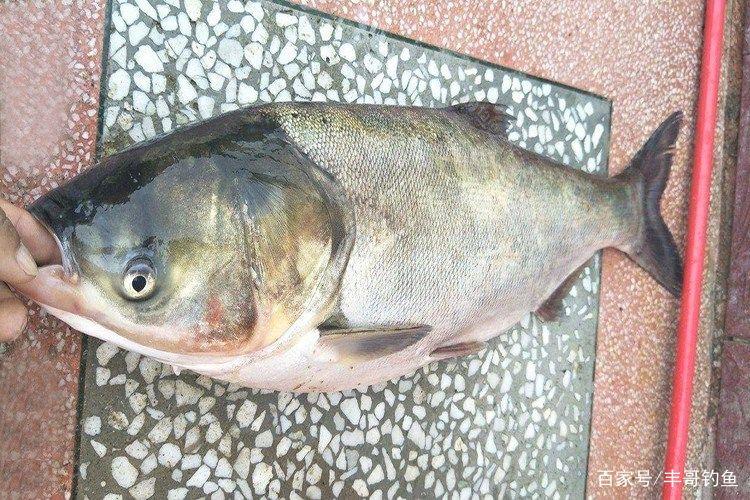 钓鲢鳙要注意的几点，想要鲢鳙钓的大这点很重要
