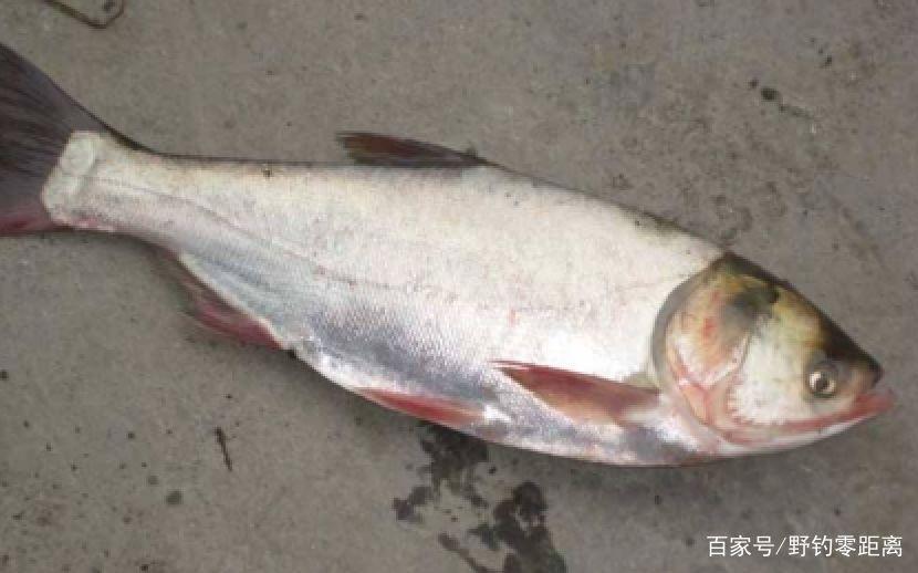 关于鲢鳙不得不说的故事，作为钓鱼人必须要先了解鲢鳙的习性