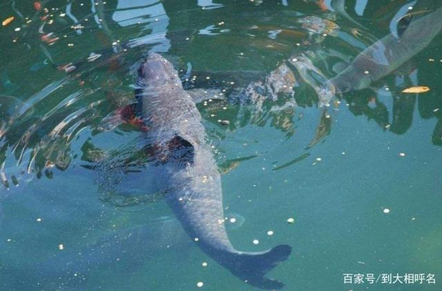 夏季水库钓青鱼，怎么选择位置和饵料？看完这些你就明白了