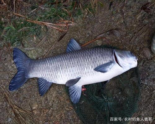夏季做好这五点，野钓容易上青鱼，浅谈夏季野钓青鱼的五大技巧