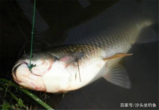 想要钓上大青鱼，必须掌握这些技巧，学会了不用再犯难！