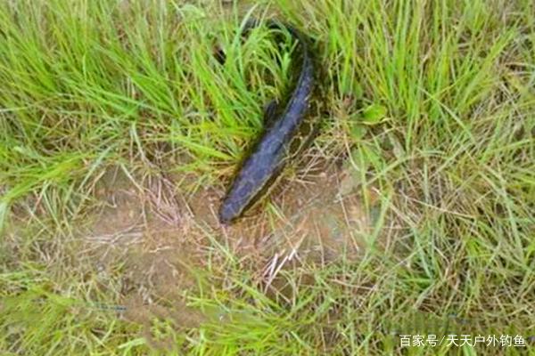 夏季手竿钓黑鱼技巧，民间“野路子”钓法，简单好用！