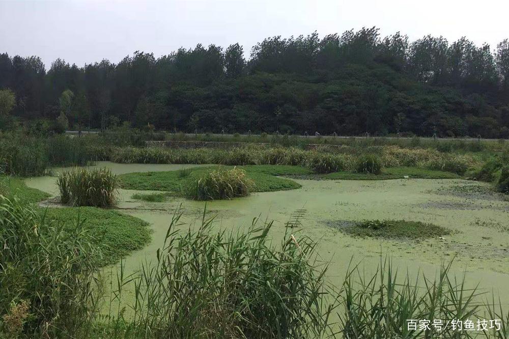 盛夏“桩钓”黑鱼、鲶鱼技巧，越是简单的钓法，其实往往越是有效