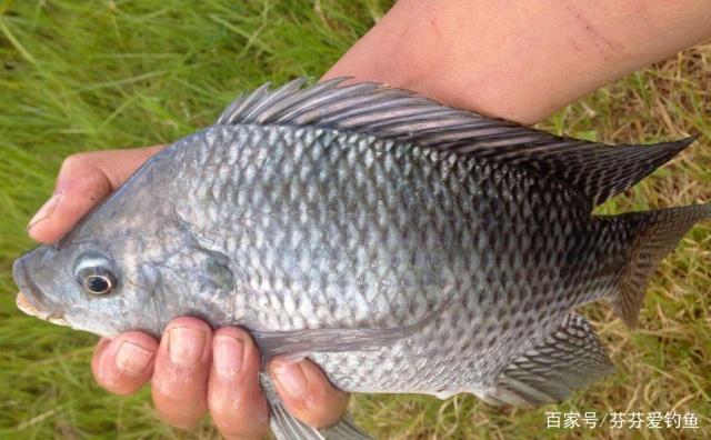 初夏垂钓罗非鱼小技巧，只要掌握了这些，轻松钓到罗非鱼