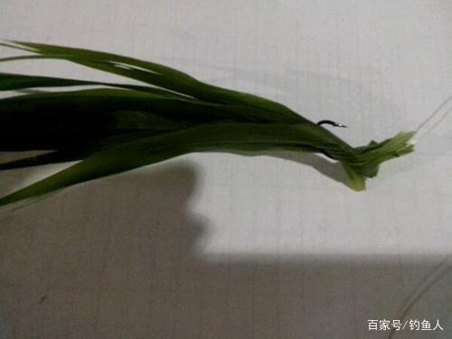 钓草鱼时，五种草料饵的装钩方法