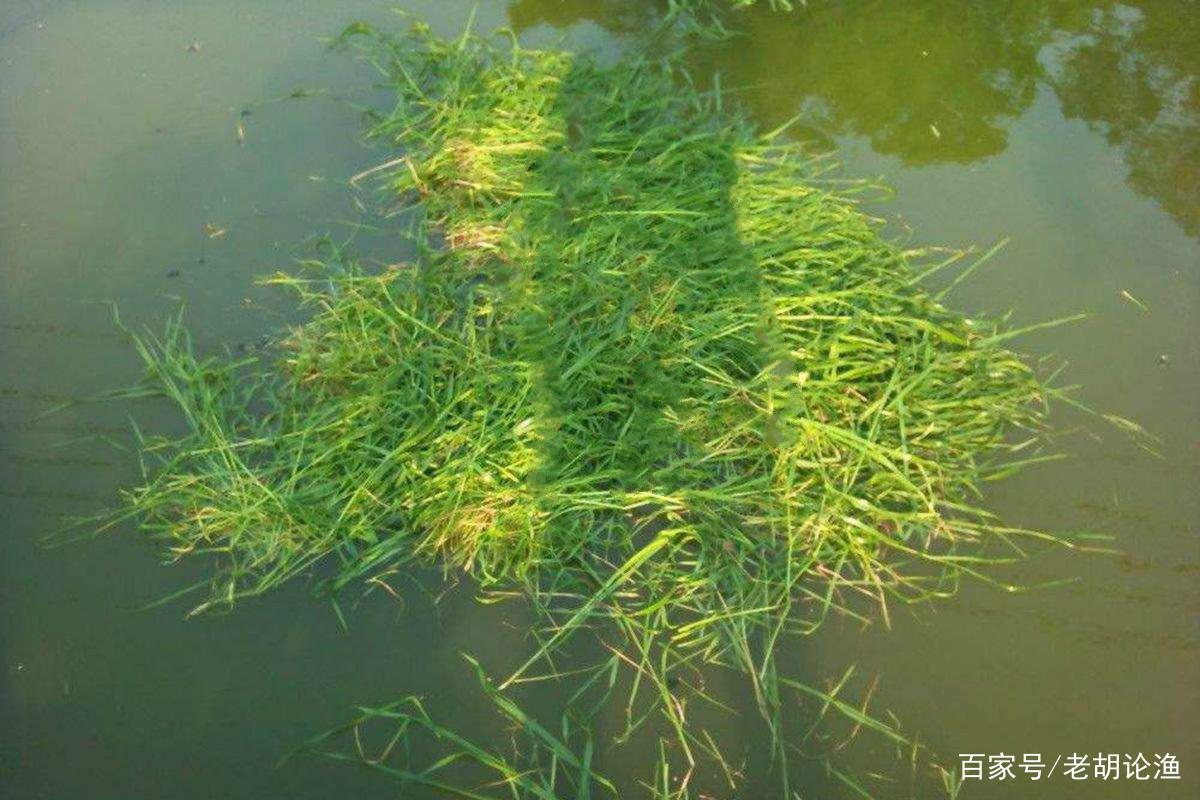 专钓草鱼的2个秘诀，咬钩都是大家伙，再狡猾的鱼也不怕