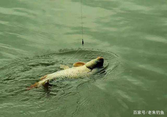 钓鱼随记-野钓鲤鱼方法
