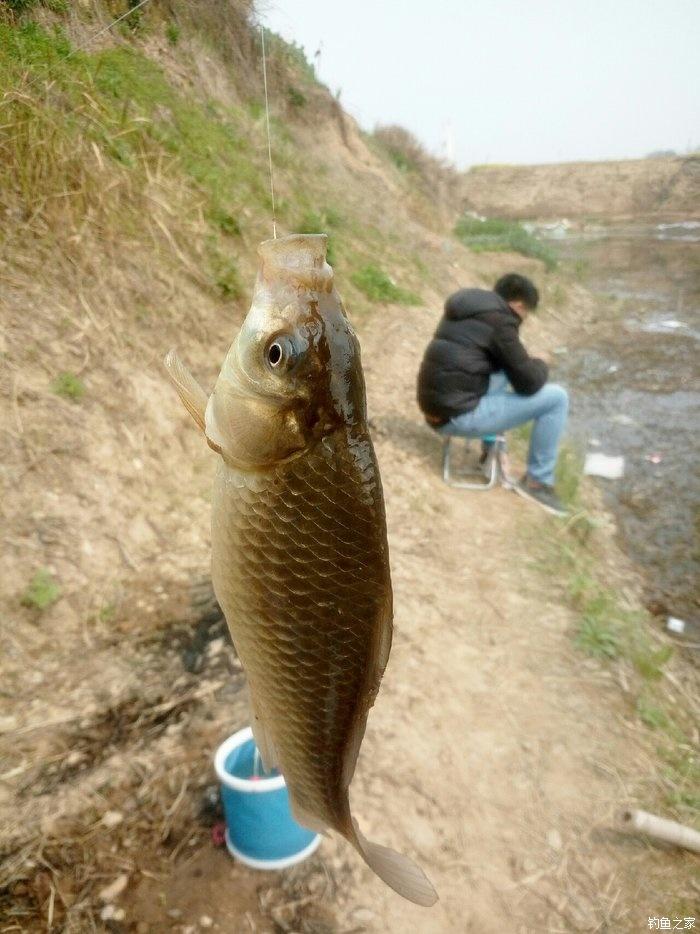 钓鲫鱼7种情况口重，7种情况口轻，掌握它，不会放过轻口鱼