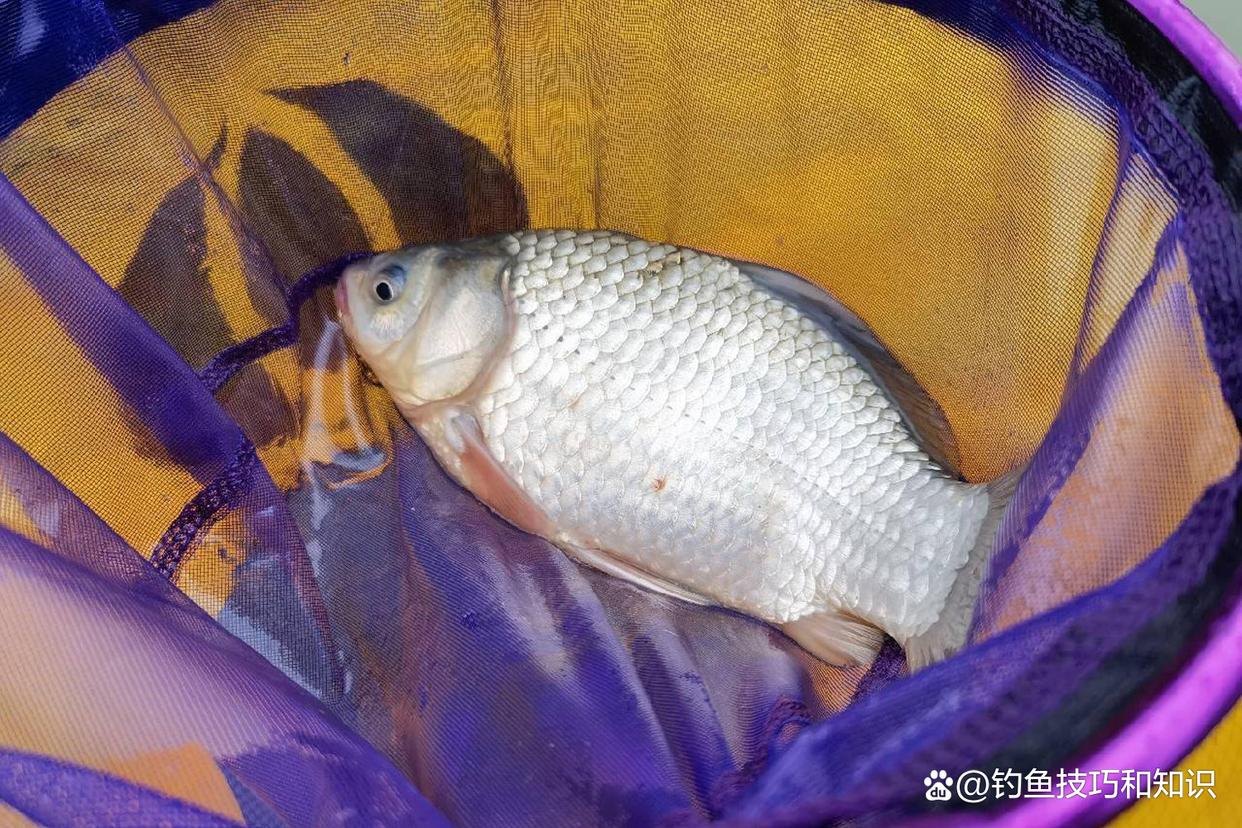 仲春钓鲫鱼的4句口诀，掌握以后能大幅提高钓获