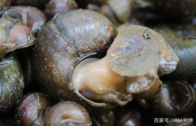 钓好大青鱼的一些方法