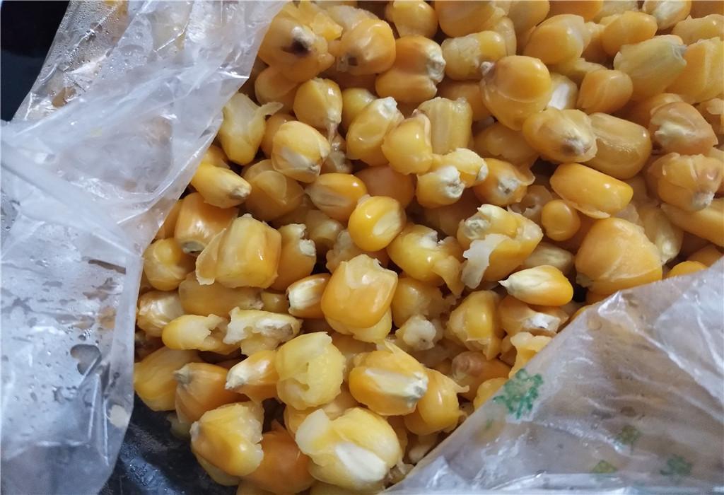 清明节前后钓草鱼，选对窝料是关键，老玉米加一物，专攻大草鱼