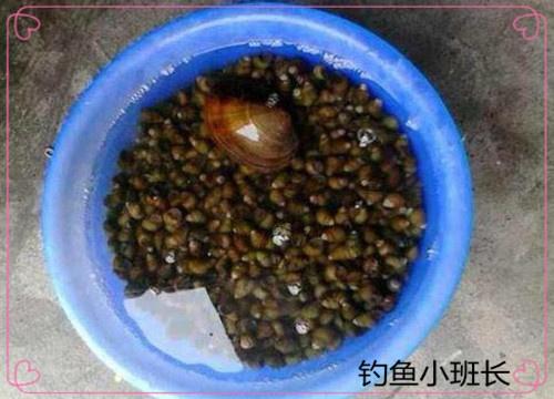 钓青鱼用“它”这样做鱼饵最好，一下子一条，不信你就试试！