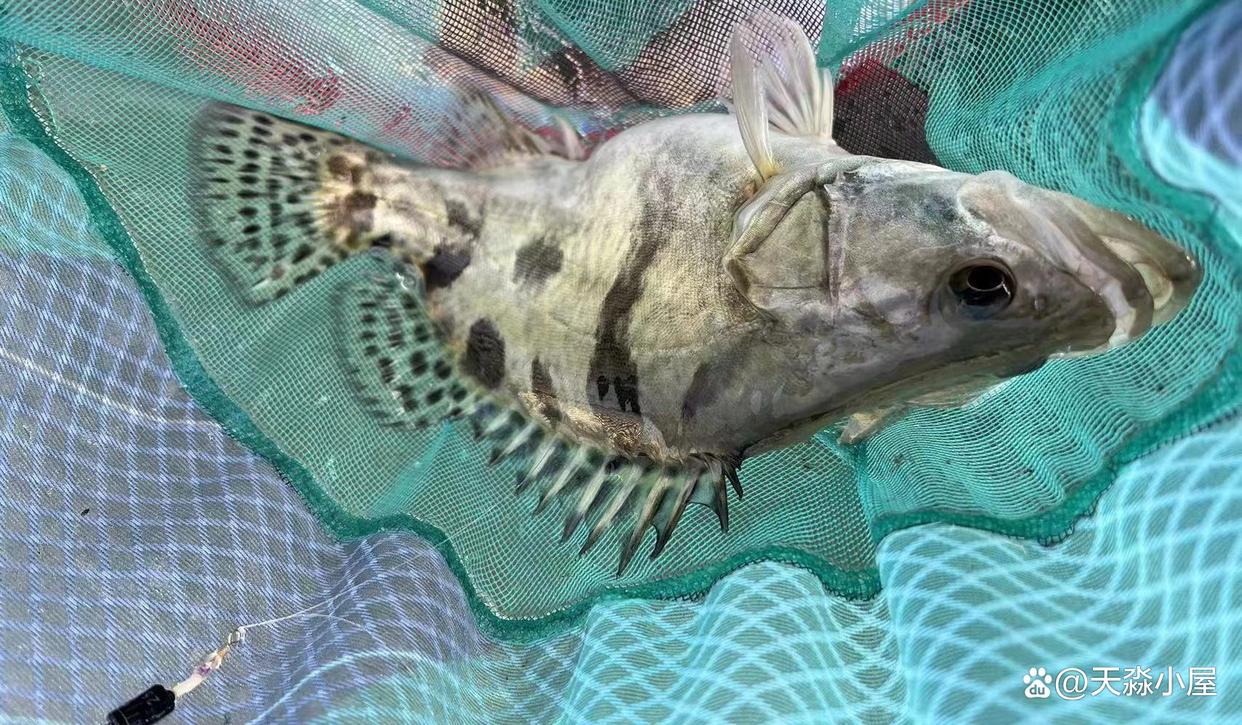 淡水独行客、味臭亦珍馐——说说野钓鳜鱼的几种方法