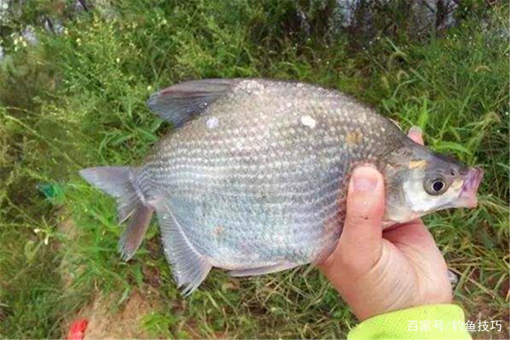 春季钓鳊鱼，有2种绝杀钓法，有鳊鱼就能连竿！