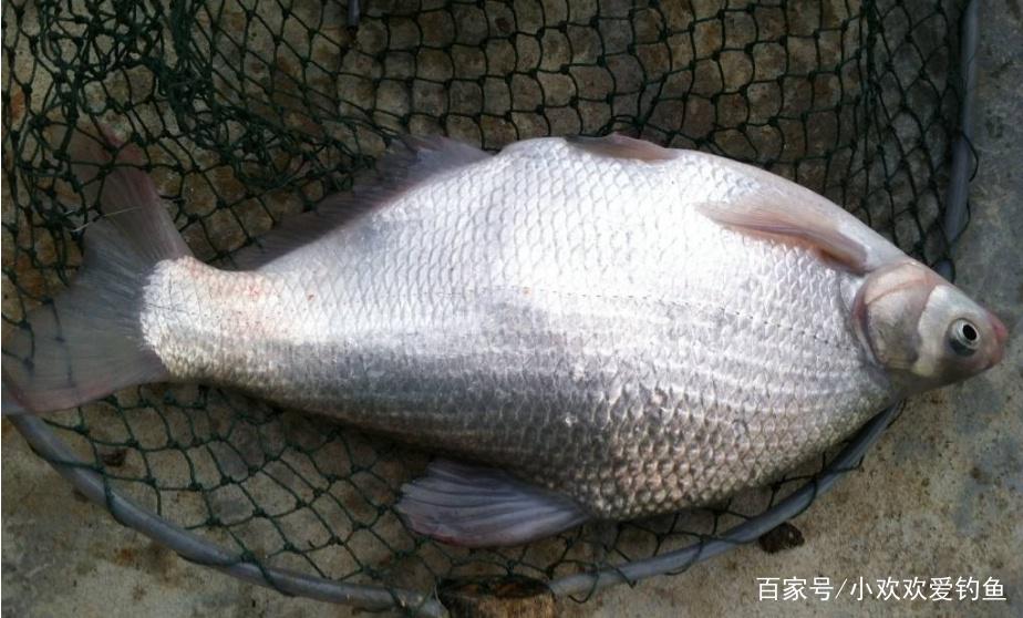 怎么垂钓鳊鱼？这些技巧需要知道，可以提升爆护率