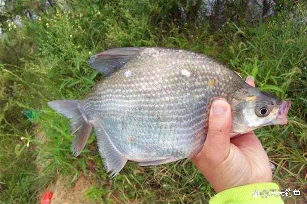 春季野钓鳊鱼，用这2种方法钓离底，效果好的出奇